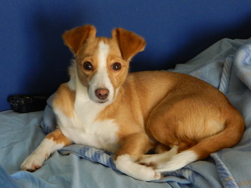 Mi voglio fidare di Fido...